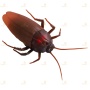 Радиоуправляемый робот «Таракан». Radio-controlled robot GIANT COCKROACH